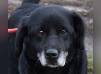 Kolett - freundlich und lebensfrohe Begleiterin