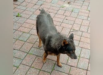 Zamira neues Zuhause gesucht! (Pflegestelle in Schleswig Holstein)