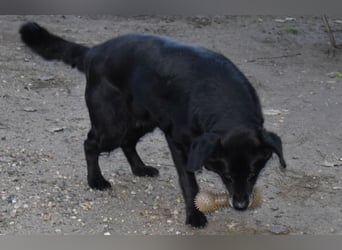 Kolett - freundlich und lebensfrohe Begleiterin