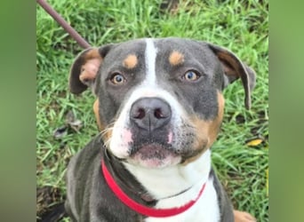 Adonis - Dein neuer bester Freund?