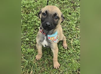 Glee - wie Müll entsorgt