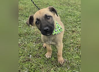 Goofie - im Müll entsorgt