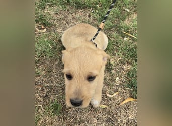 Cooper - Potential zum Familienhund