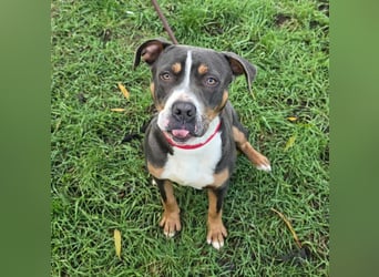 Adonis - Dein neuer bester Freund?