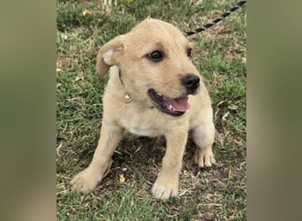 Cooper - Potential zum Familienhund