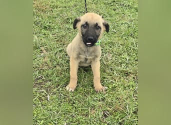 Goofie - im Müll entsorgt