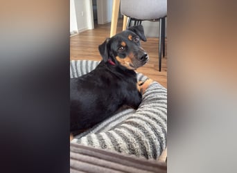 Wilma - Trennungsopfer (Pflegestelle Raum Hannover)