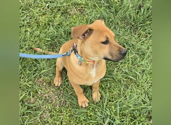 Macchiato Herzensbrecher (auf Pflegestelle in Schleswig Holstein)