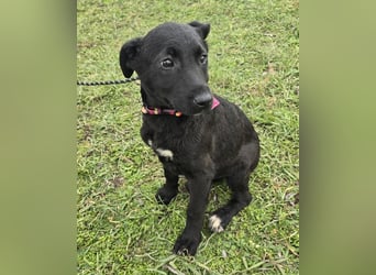 Glori einfach im Müll entsorgt ...