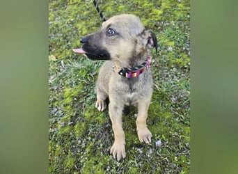 Goldie Mae - einfach nur goldig!