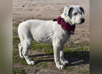 Dixie hübsche junge Hundedame