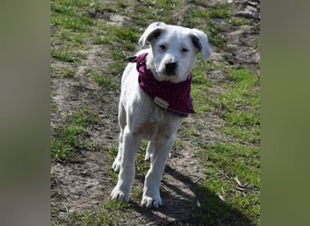 Dixie hübsche junge Hundedame