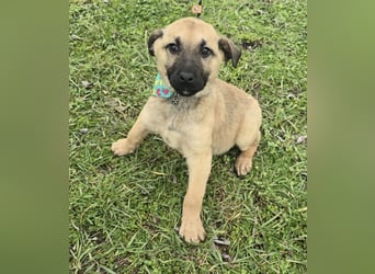 Golda wurde mit ihren 7 Geschwistern einfach entsorgt!