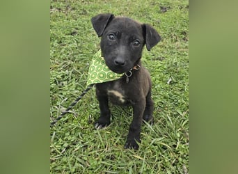 Gadget - einer von 8 im Müll entsorgt!