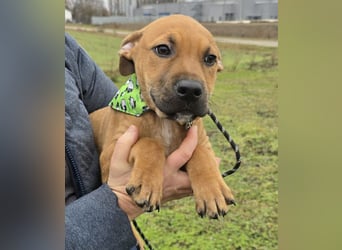 Macchiato Herzensbrecher (auf Pflegestelle in Schleswig Holstein)