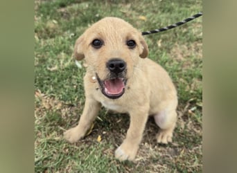 Cooper - Potential zum Familienhund