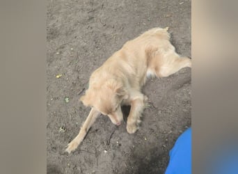 Wallace jetzt Simba (auf Pflegestelle in Schleswig Holstein)