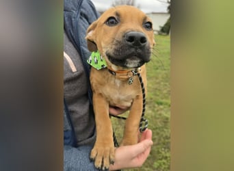 Macchiato Herzensbrecher (auf Pflegestelle in Schleswig Holstein)