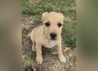 Cooper - Potential zum Familienhund