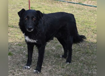 Matyi gehört noch nicht zum alten Eisen