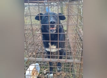 Matyi gehört noch nicht zum alten Eisen