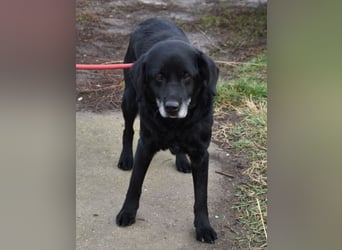 Kolett - freundlich und lebensfrohe Begleiterin