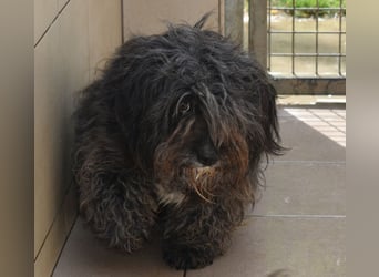 Ketty hübsche Wuscheldame