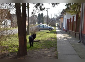 Matyi gehört noch nicht zum alten Eisen