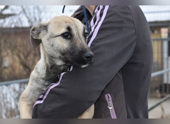 Hollis - sanfte, fröhliche Hündin sucht ein liebevolles Zuhause