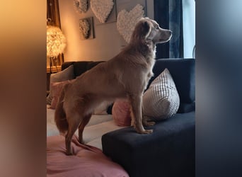 Wallace jetzt Simba (auf Pflegestelle in Schleswig Holstein)