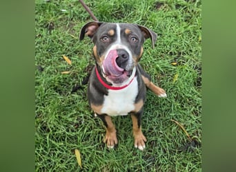 Adonis - Dein neuer bester Freund?