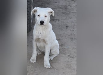 Dixie hübsche junge Hundedame