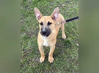 Capuccino mit dem gewissen Etwas  (auf Pflegestelle in Schleswig Holstein)