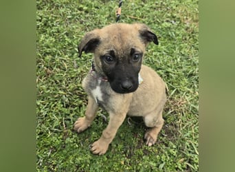 Glee - wie Müll entsorgt