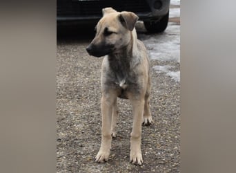 Hollis - sanfte, fröhliche Hündin sucht ein liebevolles Zuhause