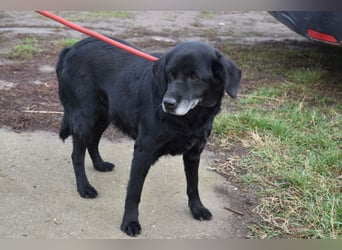 Kolett - freundlich und lebensfrohe Begleiterin