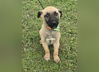 Goofie - im Müll entsorgt