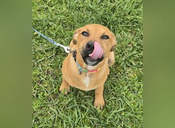 Macchiato Herzensbrecher (auf Pflegestelle in Schleswig Holstein)