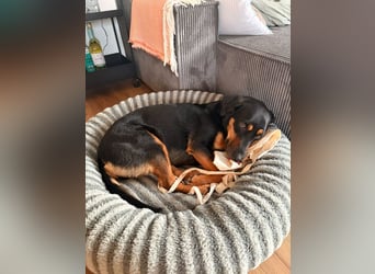 Wilma - Trennungsopfer (Pflegestelle Raum Hannover)