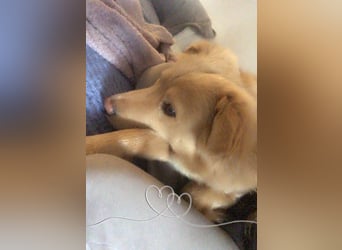 Wallace jetzt Simba (auf Pflegestelle in Schleswig Holstein)