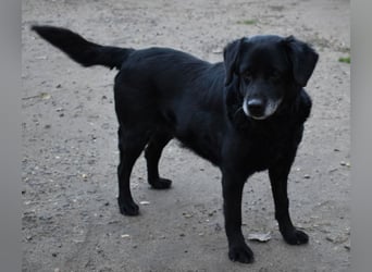 Kolett - freundlich und lebensfrohe Begleiterin