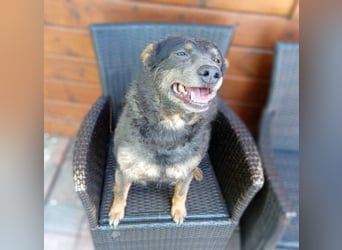 Zamira neues Zuhause gesucht! (Pflegestelle in Schleswig Holstein)