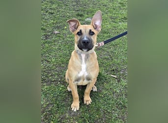 Capuccino mit dem gewissen Etwas  (auf Pflegestelle in Schleswig Holstein)