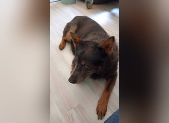 Zamira neues Zuhause gesucht! (Pflegestelle in Schleswig Holstein)