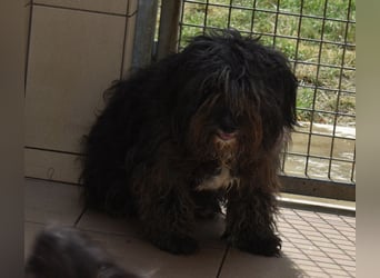 Ketty hübsche Wuscheldame