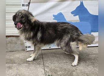 Walton absolut lieber Familienhund