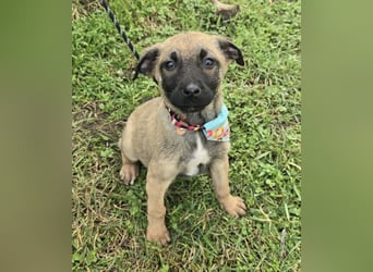 Glee - wie Müll entsorgt