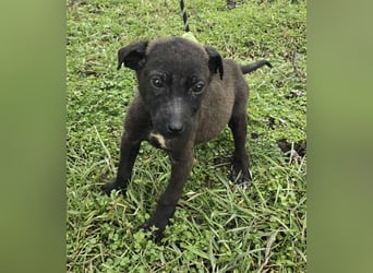 Gadget - einer von 8 im Müll entsorgt!