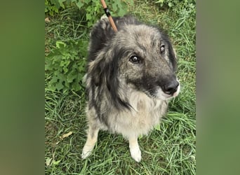 Walton absolut lieber Familienhund