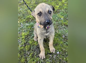 Goldie Mae - einfach nur goldig!